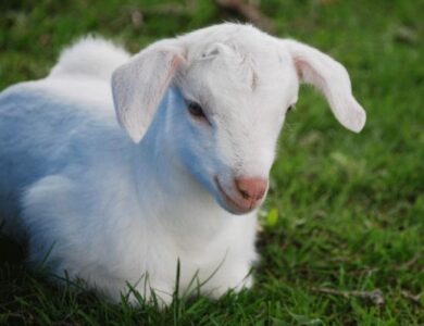 Available: Experienced Baby-Goat-Sitters Image